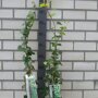 Hedera hibernica, daar kun je ook figuren van maken